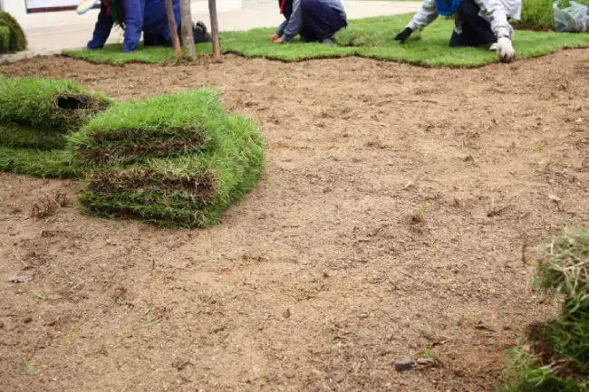 Affordable sod installation in Nampa, ID